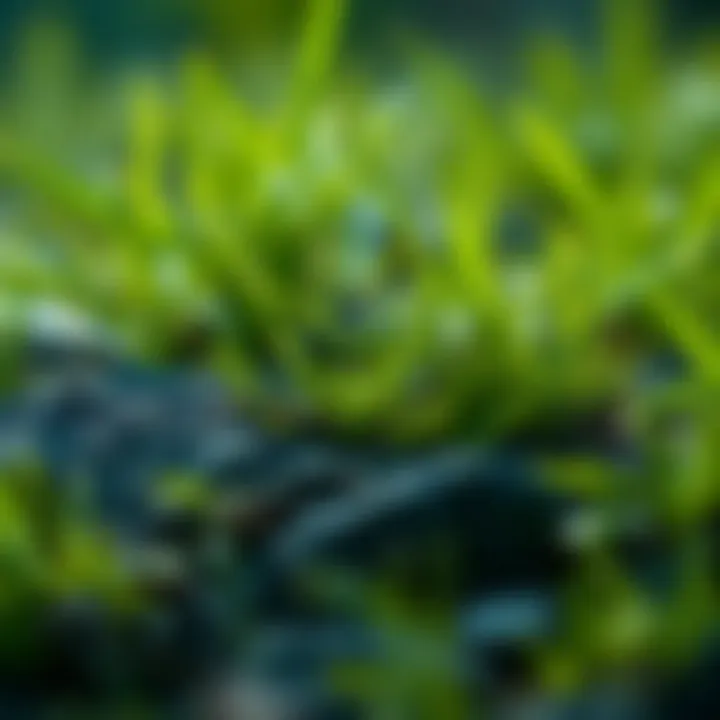 Future outlook and potential of grasscoin