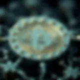 Illustration depicting different types of nodes in cryptocurrency