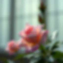 ROSE 코인: 암호화폐 생태계에서의 위치와 가능성 Introduction