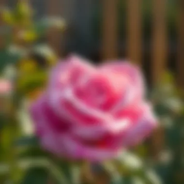 Notable ROSE 코인: 암호화폐 생태계에서의 위치와 가능성 Notable ROSE 코인: 암호화폐 생태계에서의 위치와 가능성